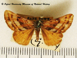 Orgyiodes caparia